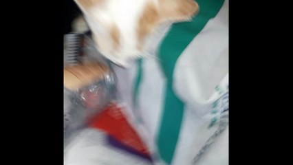 Gara Gara Ganggu Anak Kucing Joel