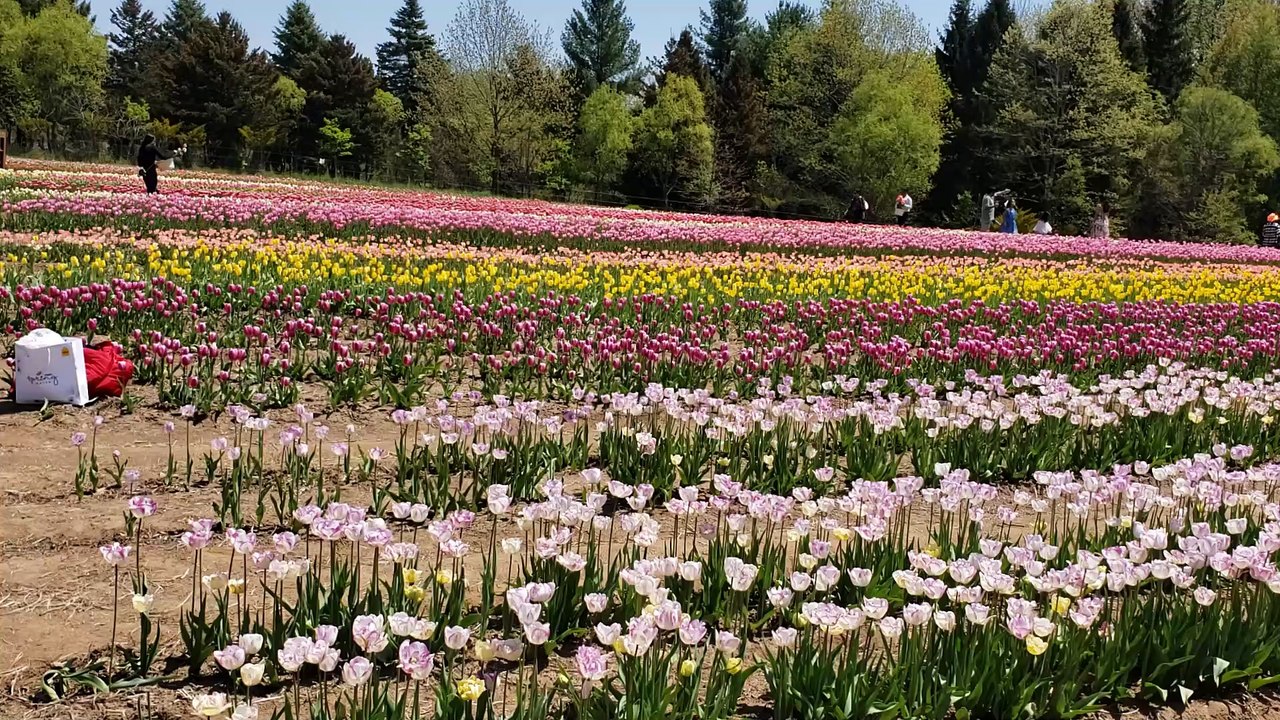 Phoolon ka taaron ka sabka kehna hai by Chitralekha Dixit .