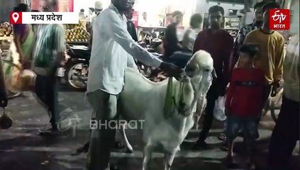 बुरहानपुर में तोतापुरी हैदराबादी बकरा ललचा रहा सबका मन, कीमत सुन खरीददार हो जा रहे पीछे