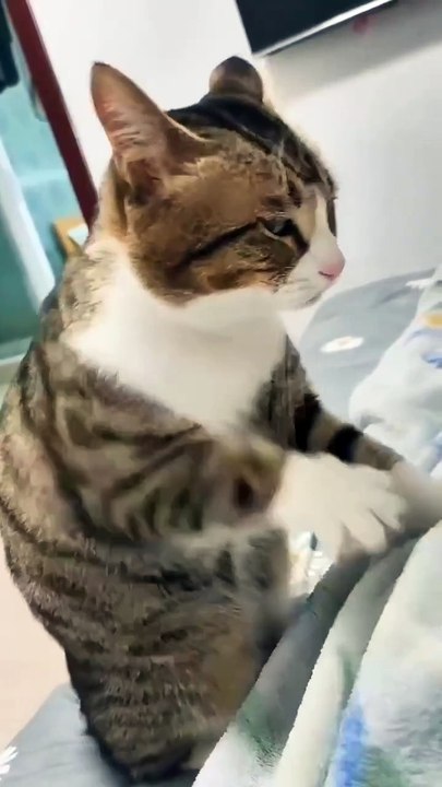 Cat videos | cute cats kittens part-2 😻🐾  #shorts #cat #catvideos #shortvideo  #trending #animals #cats #trendingreels  #trending #shorts #love #musicandnature1