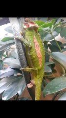 Graba el inédito momento de un camaleón dando a luz