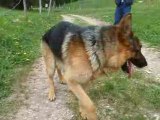 Chiots berger allemand