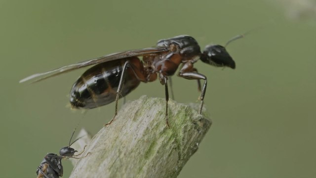 BEST 4K HDR 60fps Video (Dolby Vision) - 8K/4K TV Test Demo [ULTRA HD]
