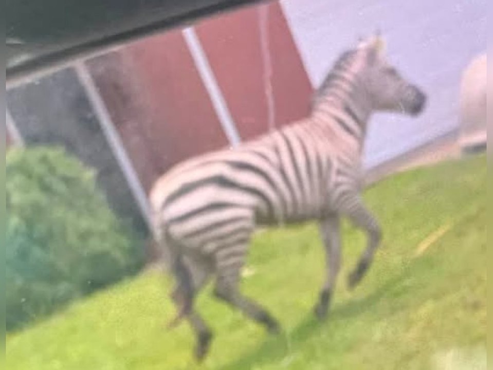 Ausgebüxtes Zebra hält ganze Stadt in Atem