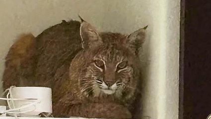 ‘You guys are hilarious’ Homeowner unimpressed with cop’s attempt to get bobcat out of her house with laser pointer