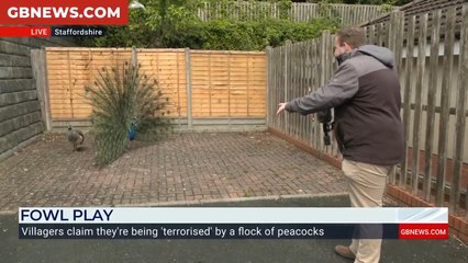 WATCH: Jack Carson confronts PEACOCK as wild flock descend on Staffordshire village