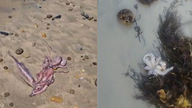 Muerte masiva de pulpos en las rías gallegas por las fuertes lluvias