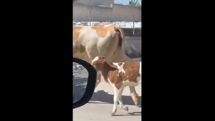Trani, mucche a spasso tra le vie di trani