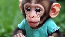 MONKEYS SEE THEMSELVES IN MIRRORS FOR THE FIRST TIME #viralvideo