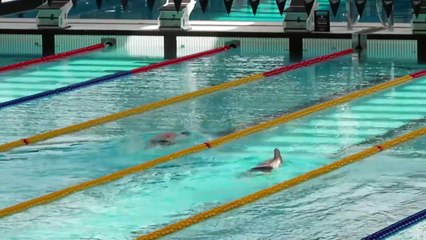 Saint-Denis: héritage des JO-2024, le Centre aquatique olympique accueille le grand public
