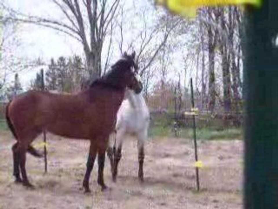 tamylee a l'or jaune