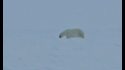 Quitín Mira, Sechu López y José Trejo graban un oso polar durante su expedición al Polo Norte magnético.