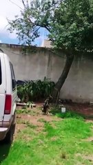 ¡Intentó colgar a su mascota! Vecinos salvaron a un perrito de su propia dueña