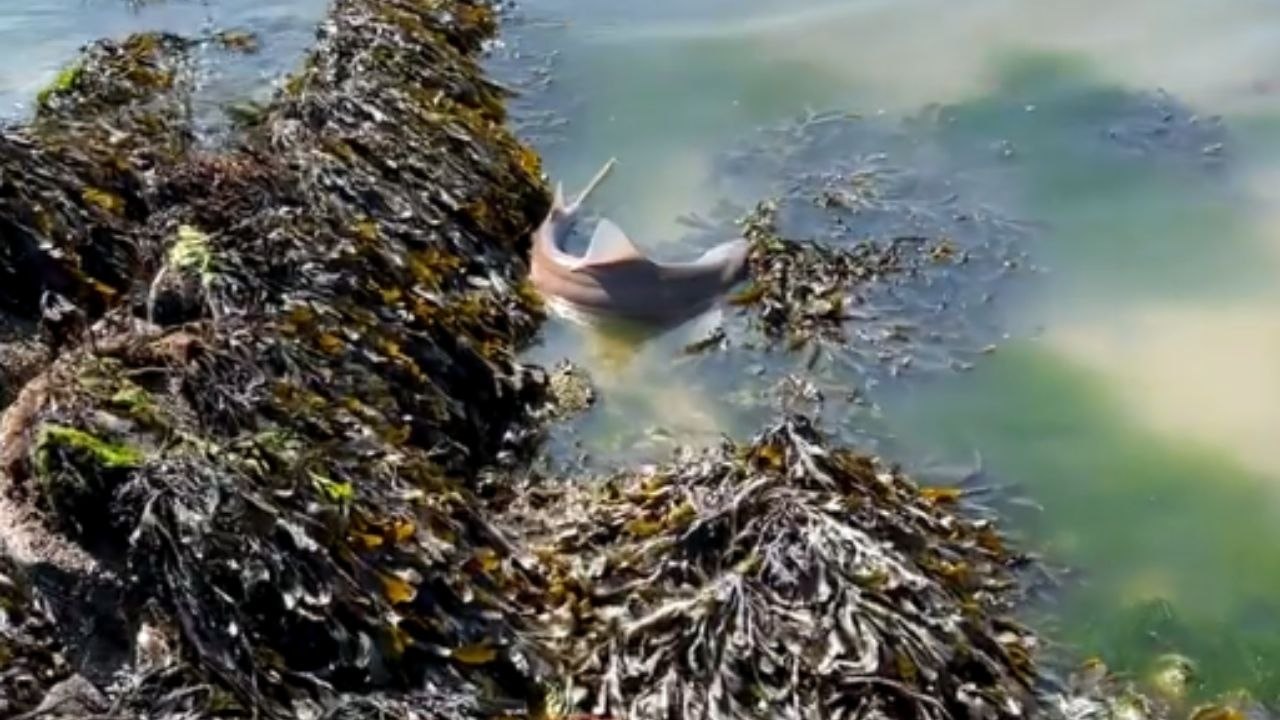Gentleman man hooks a smooth-hound and releases her back into sea