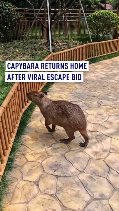 Capybara returns home after viral escape bid - video Dailymotion
