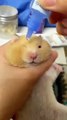 This is how to give your #hamster #eye drops if it has eye problems.