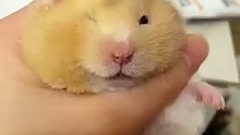 This is how to give your #hamster #eye drops if it has eye problems.
