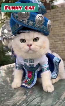 Adorable Cats Dressed in Traditional Cultural Outfits – Cute & Funny Moments!#CuteCats #FunnyCats #CulturalCats #TraditionalOutfits #CatCostumes #AdorablePets #ViralCats #DailyMotionCats #FunnyPets #CatLovers