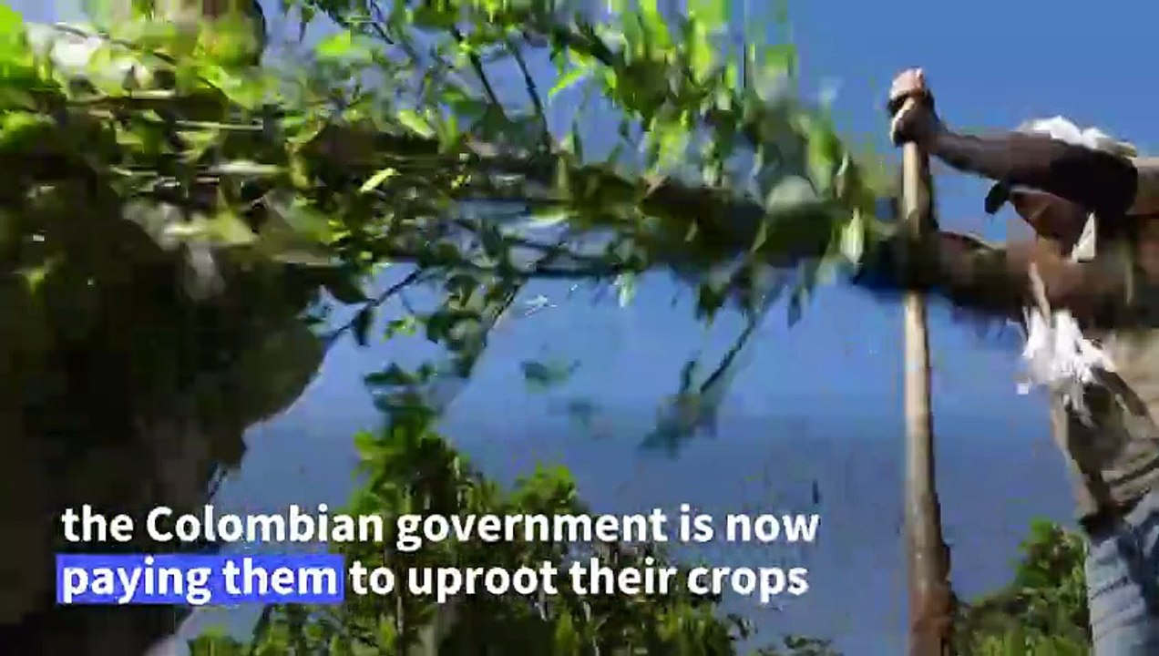 Colombia pays farmers to uproot coca crops in f...