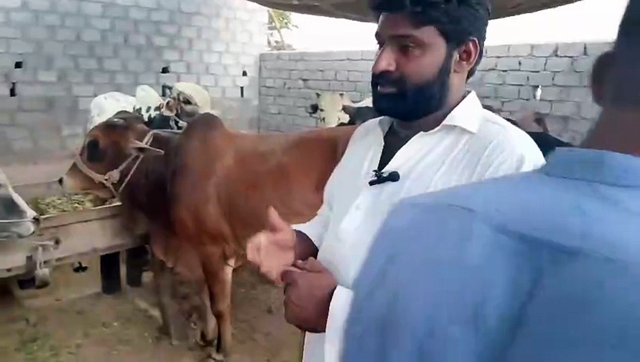 Qurbani Bulls/Desi Bulls/Sahiwal Bulls/Cholistani Bulls/Goood Price/Rawat Mandi/Kallar Syedan Road
