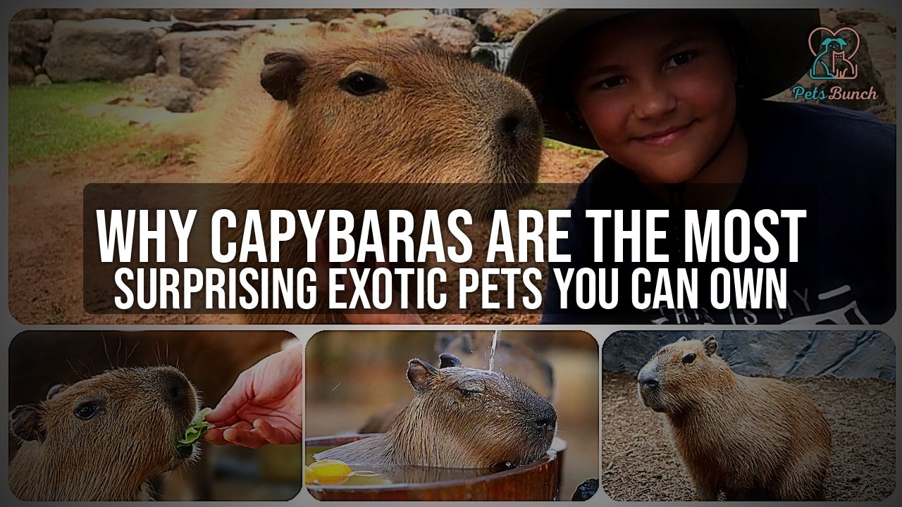 Why Capybaras Are the Most Surprising Exotic Pets You Didn't Know You Could Own