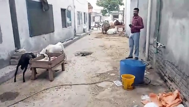 Qurbani Bulls/Sahiwal Bulls/Desi Bulls/Healthy Bulls/Cholistani Bulls/Reasonable Price by Shahbaz