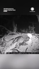 Braving the storm Jackie and Shadow, the renowned bald eagl