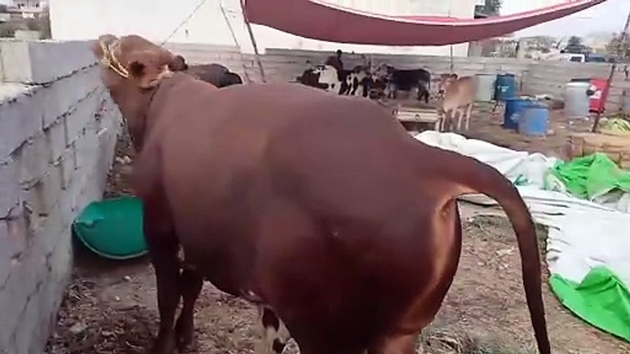 Rawat Mandi/Kallar Syedan Road Mandi/Desi Bulls/Amercan Angus Cross Bull/Qurbani Bulls/Sahiwal Bulls