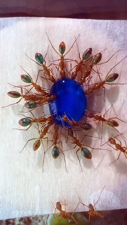 Colorer des fourmis