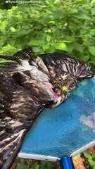 Hawk Stuck in Backyard Pool During Heat Wave 🦅 — You Won’t Believe That Face 👀🔥