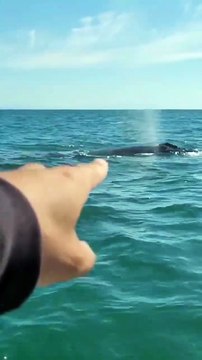 Baleias-jubarte saltam ao lado de barco e surpreendem pescadores em SC