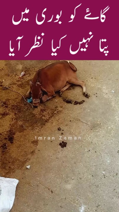 COW ko Bori me Pata ni Kia Nazar Aya😲