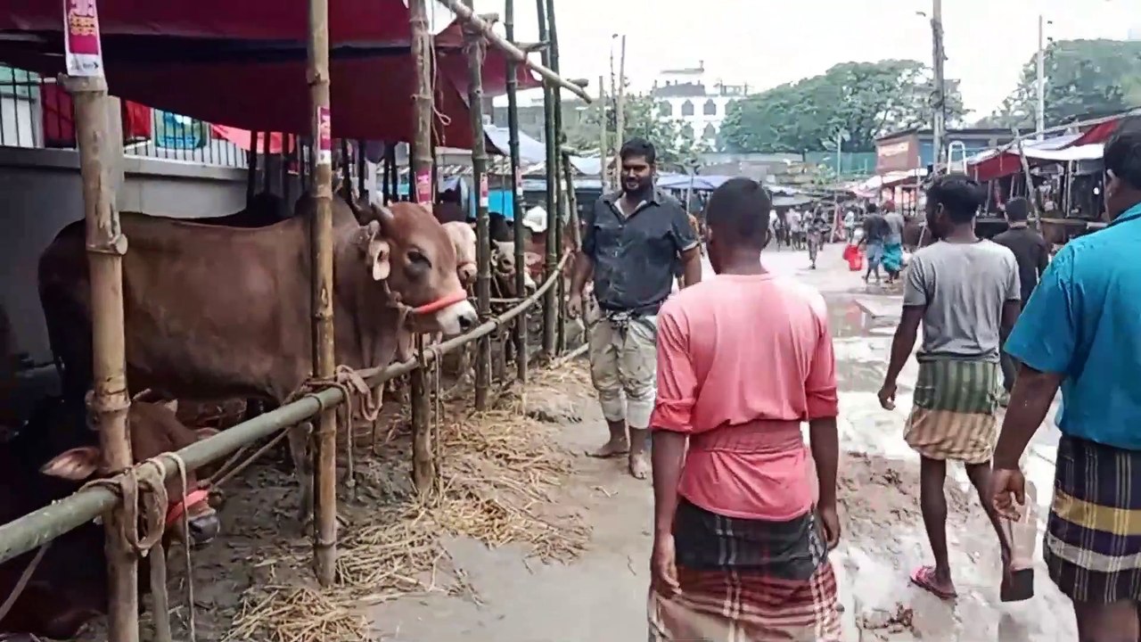 জমে উঠছে কোরবানীর পশুর হাট,হাটে আসছে বিভিন্ন জাতের বড় সাইজের গরু