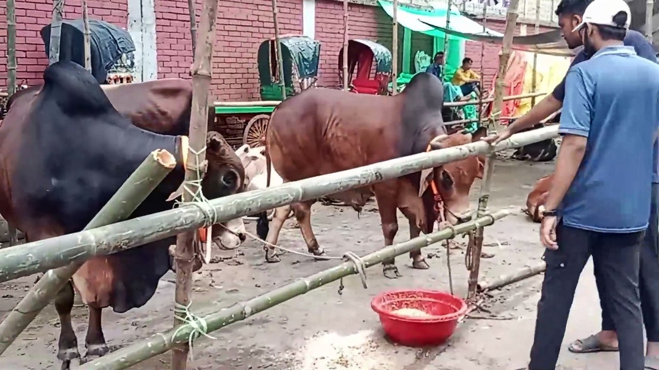 জমে উঠছে কোরবানীর পশুর হাট, কমলাপুর-মুগদা বড় বড় গরুতে সয়লাব