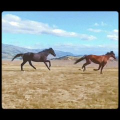 Charlie Kurd ft American Dynasty - Take Me Home, Country Roads (Official Visualizer)
