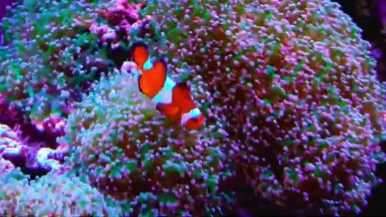 AMAZING UNDERWATER