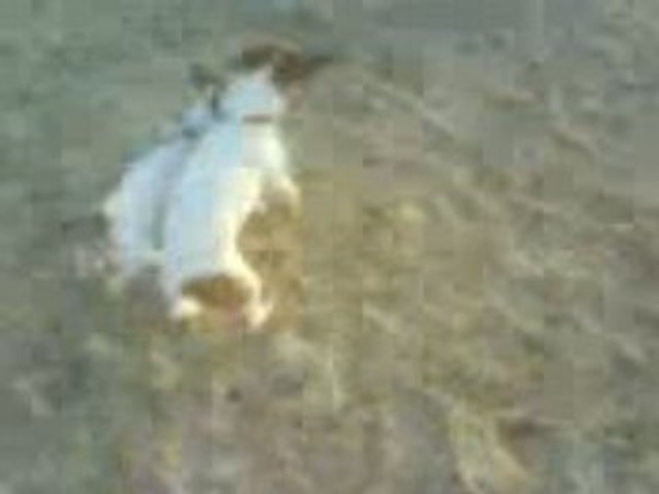 Chiki et Louna dans le sable