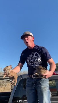 Piglet Lunges And Bites Guy, Making Him Shout And Jump