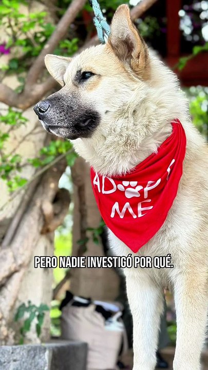 Abandonan a perro enfermo en aeropuerto de México