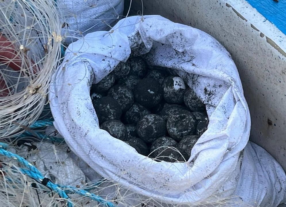 Decomisan 841 huevos de tortuga extraídos de un área protegida
