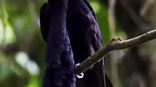 All video about birds life and hunting birds etc