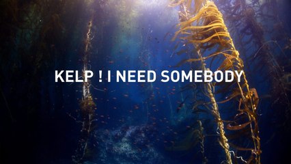 Kelp ! I need somebody