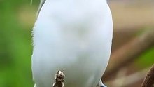 All video about birds life and hunting birds etc