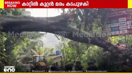 ഇടുക്കി അടിമാലിയിൽ കുമളി പാതയിൽ കനത്ത കാറ്റിൽ വൻമരം കടപുഴകിവീണു; മണിക്കൂറുകളോളം ​ഗതാ​ഗതം തടസപ്പെട്ടു