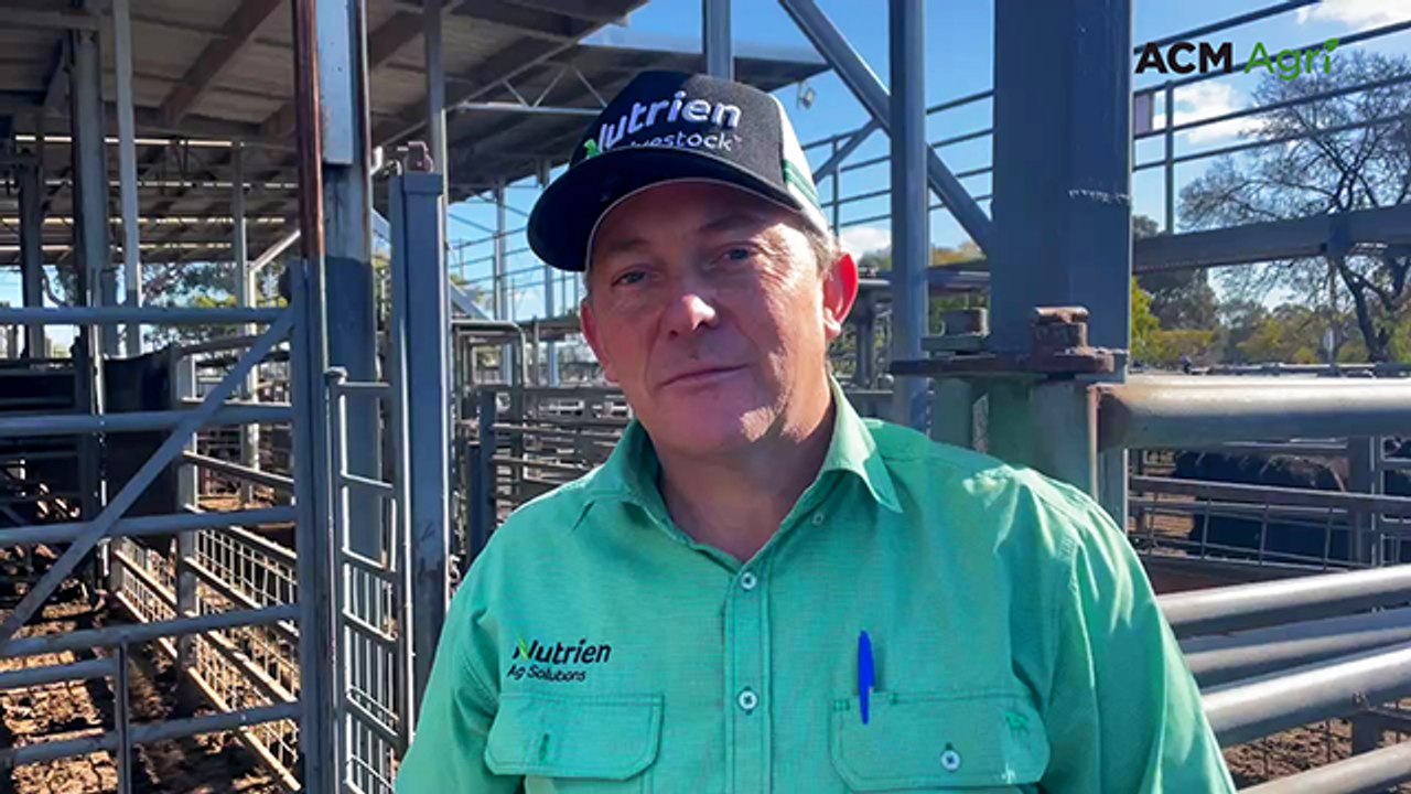 Euroa store sale prices jump, in anticipation of tighter cattle supplies