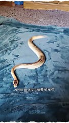 How snake moves without legs #science #sciencefacts #animals #snake #trending