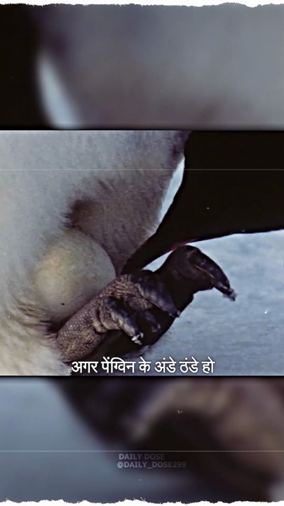 Cold penguin egg #science #sciencefacts #facts #trending #winter #cold #penguin