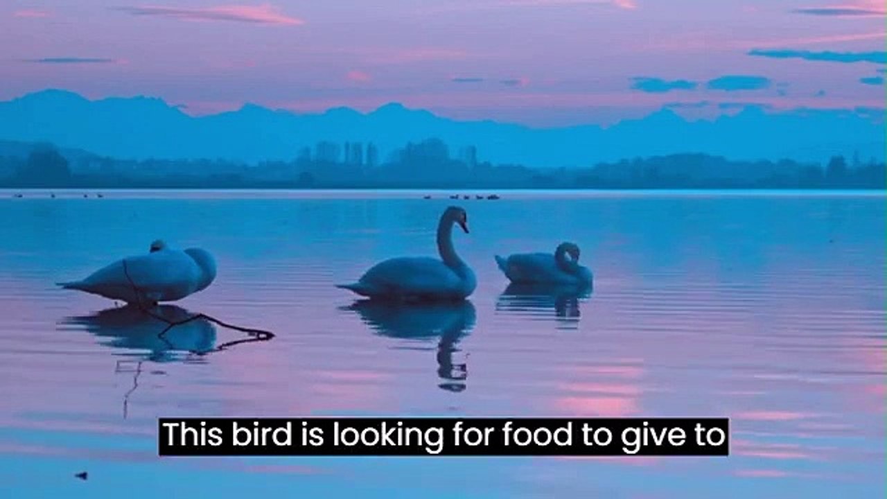 Funniest and Cutest Birds