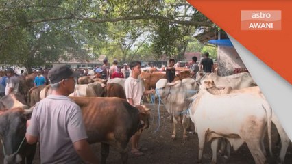 Jualan lembu menurun menjelang Aidiladha di Indonesia