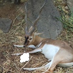 "They invented alarm clocks" 😁😁😁